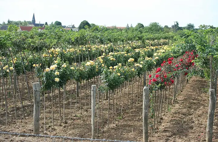 Caillouet-Orgeville - week-end romantique