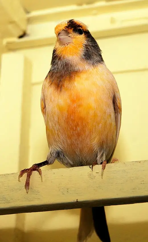 Canari - week-end romantique