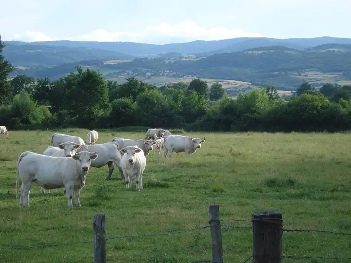 Chalain-d'Uzore - week-end romantique