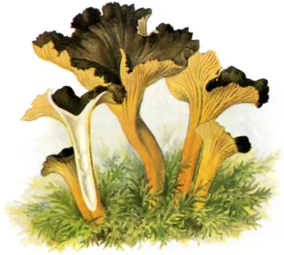 Chanterelle - week-end romantique