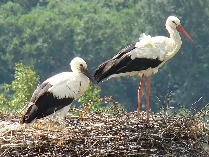 Cigogne - week-end romantique
