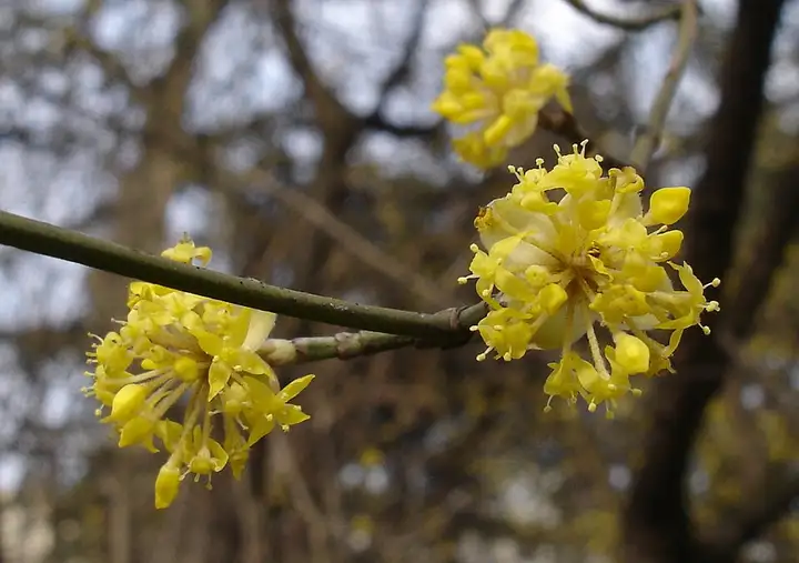 Cornus - week-end romantique