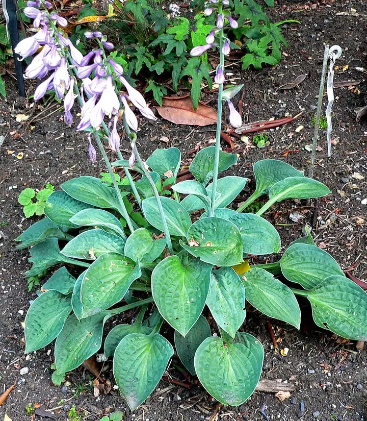 Hosta - week-end romantique