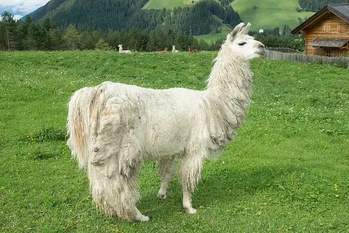 Lama - week-end romantique