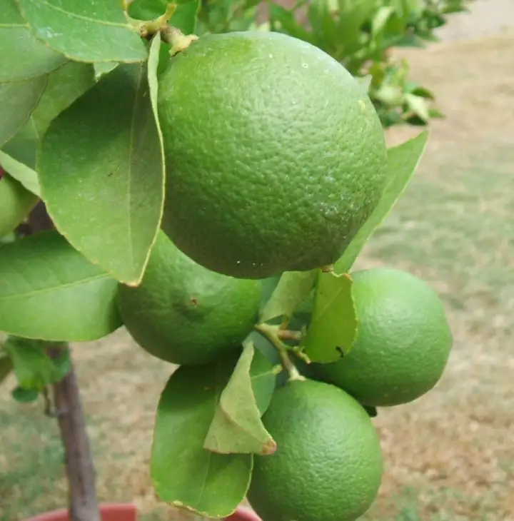 Lime - week-end romantique