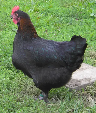 Marans - week-end romantique