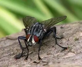 Mouche - week-end romantique