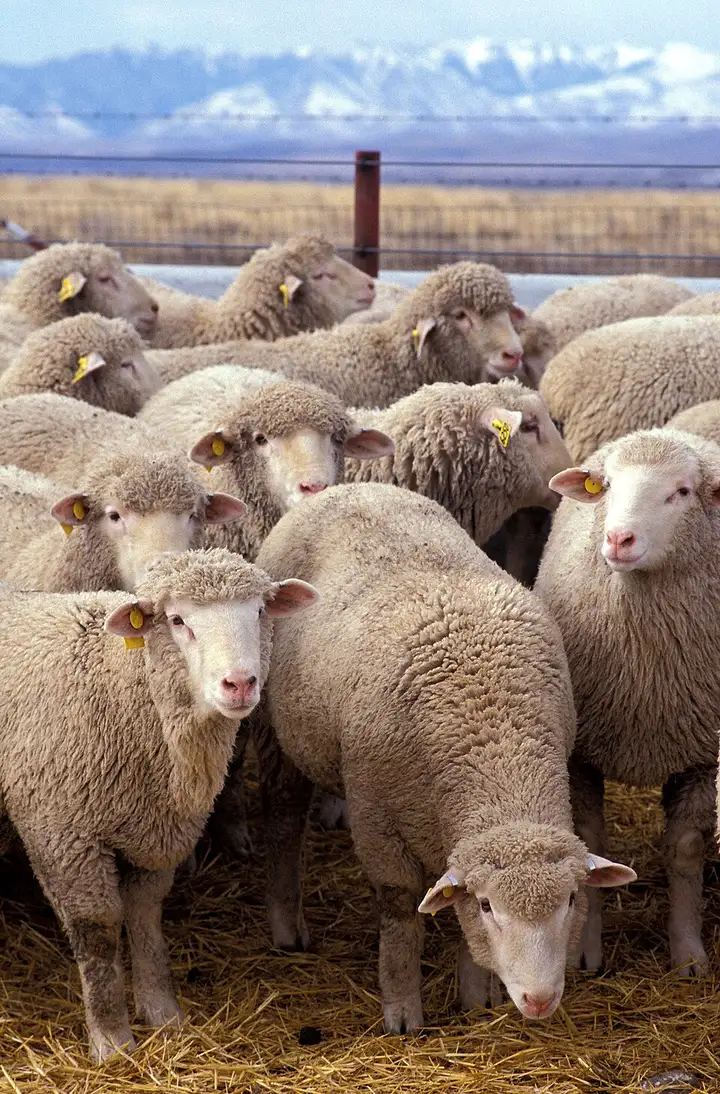 Mouton - week-end romantique