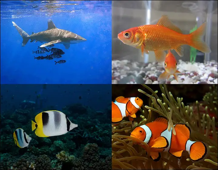 Poisson - week-end romantique
