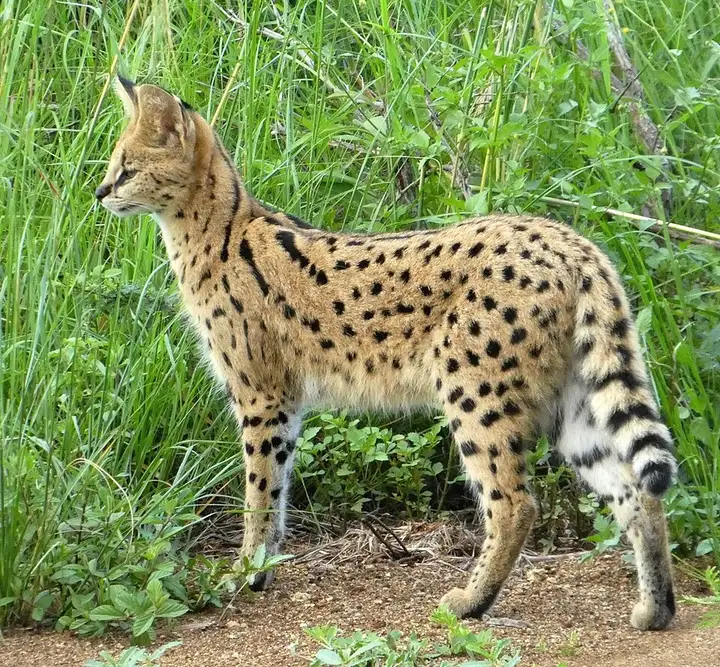 Serval - week-end romantique