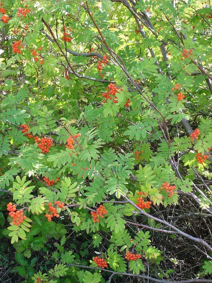 Sorbus - week-end romantique