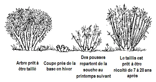Taillis - week-end romantique